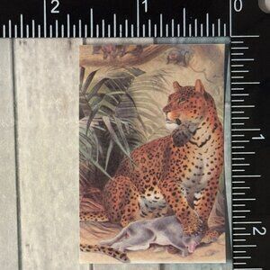 🌀10/$10🌀 Classic Vicious Cats Lion Tiger Cheetah Reusable Washi Sticker Decal